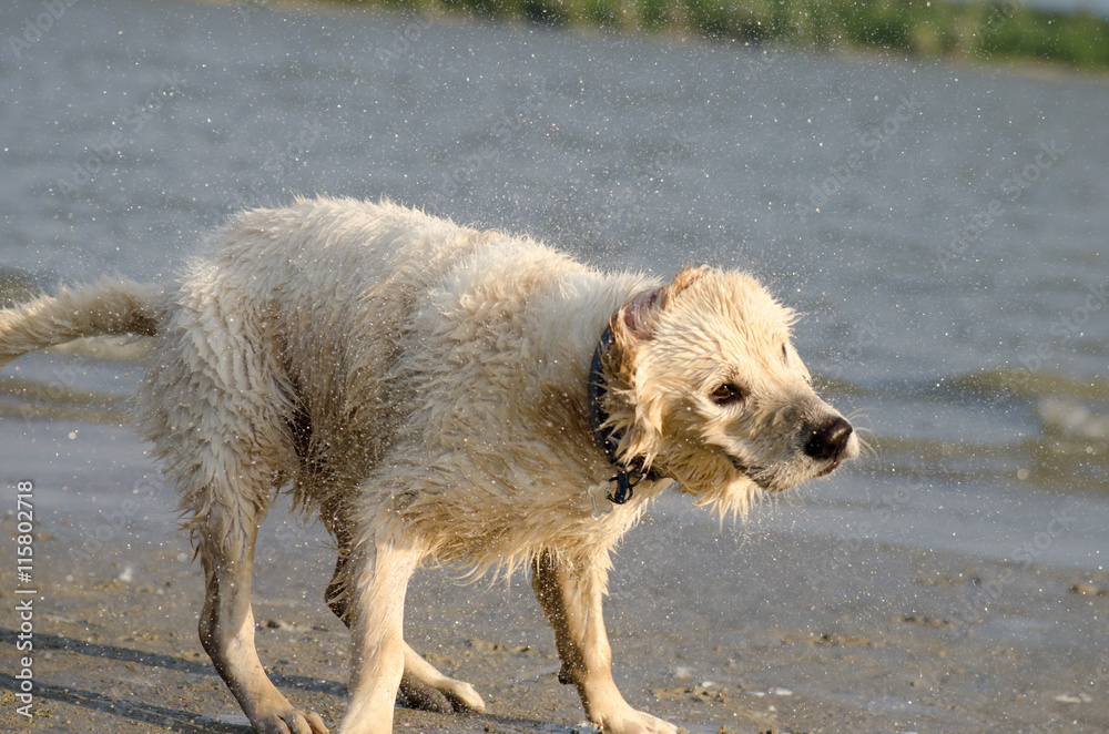 Golden retriever labrador dog shaking water off his body on beac Golden retriever labrador dog shaking water off his body on beac