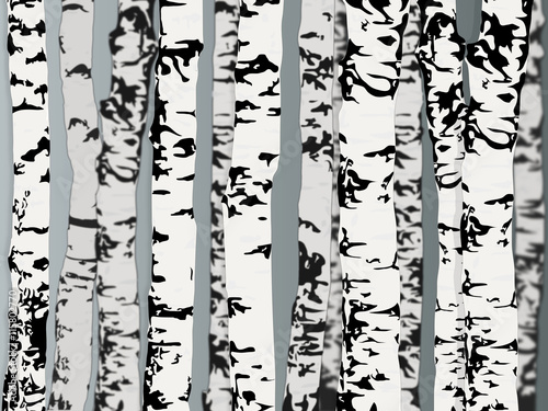 Foret de bouleaux
