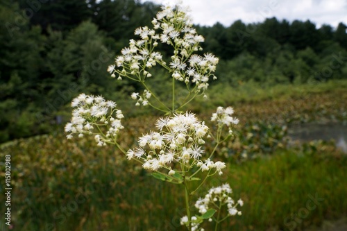 Tall Meadow Rue