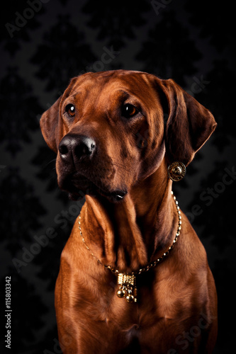 Portrait of the Rhodesian Ridgeback lady in golden jewelry 