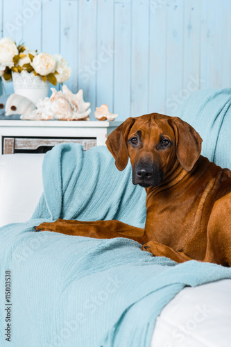 Rhodesian Ridgeback puppy on sofa in a marine style interior © olgagorovenko