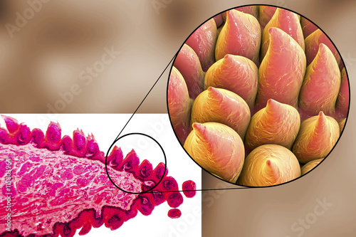 Tongue papillae, light micrograph and 3D illustration photo