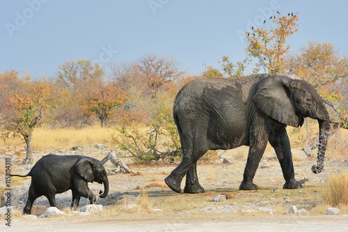 Elefantenmutter  Loxodonta africana  mit Kind im Etosha Nationalpark