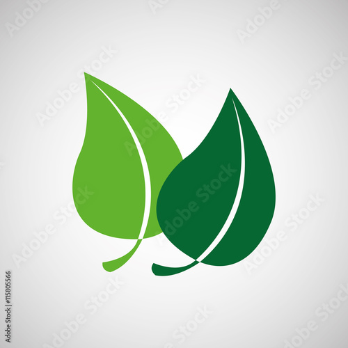 nature leaf green ecology botany