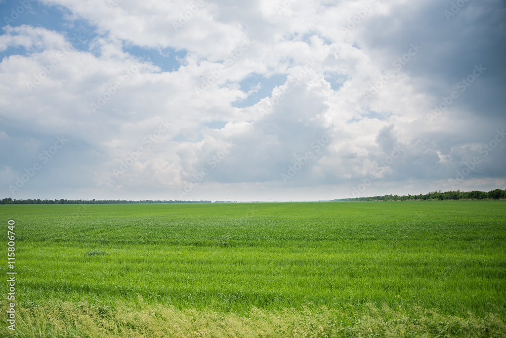 Summer landscape wheat field and clouds Summer landscape wheat field and clouds