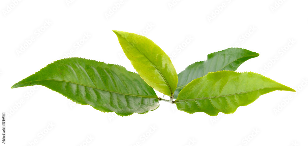 Naklejka premium tea leaf on white background