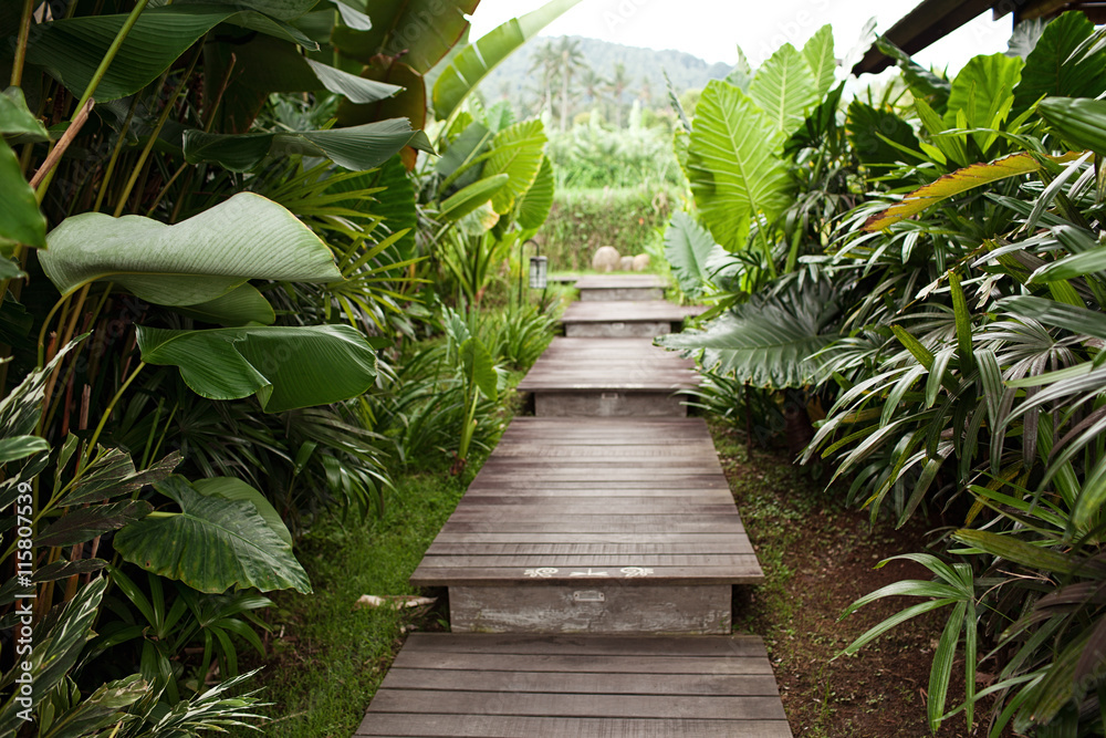 Wooden Walkway in a Lush Tropical Garden