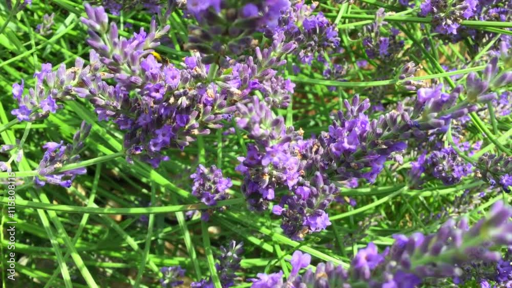 A lot of bumblebees working on lavender
A lot of bumblebees working on lavender