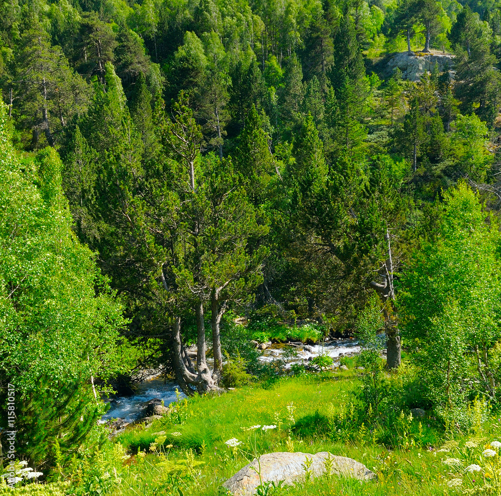 Fototapeta premium mountain landscape with trees, grasses and creek