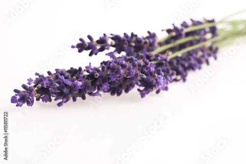 Fototapeta Naklejka Na Ścianę i Meble -  lavender flower