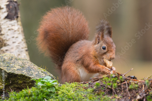 Red squirrel