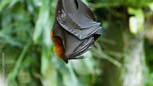 Sleepy fruit bat peeks out from his winged blanket as he hangs upside down. UltraHD 4k footage photo