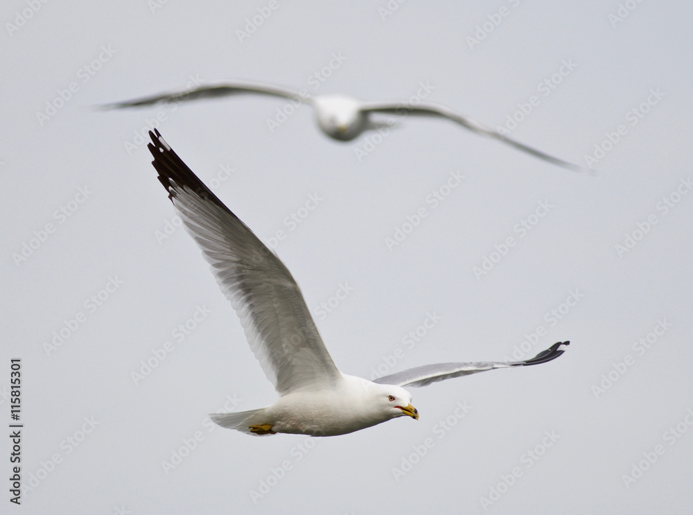 Obraz premium Isolated photo of two gulls flying in the sky