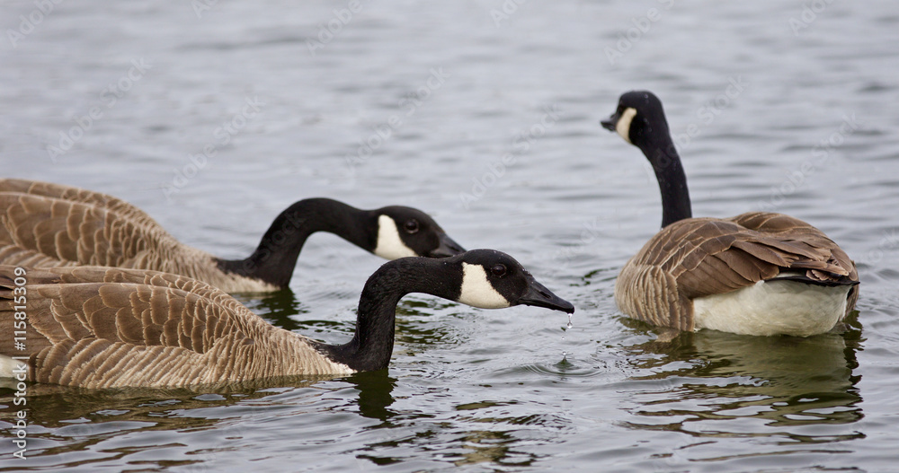 Beautiful photo of three Canada geese swimming Beautiful photo of three Canada geese swimming