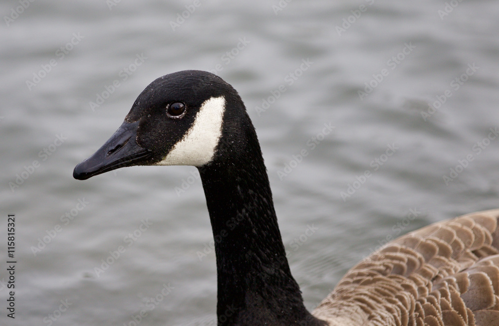 Isolated photo of a cute Canada goose in the lake Isolated photo of a cute Canada goose in the lake