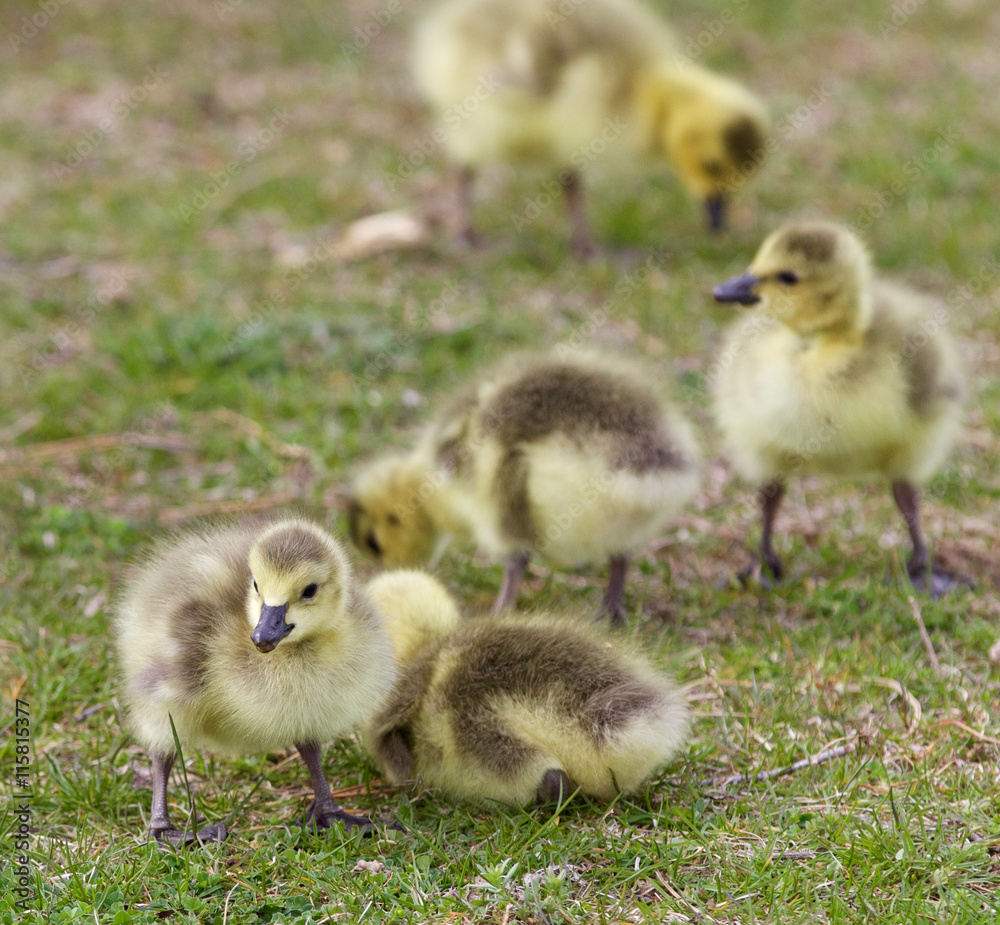 Beautiful background with a group of chicks together on the grass field Beautiful background with a group of chicks together on the grass field