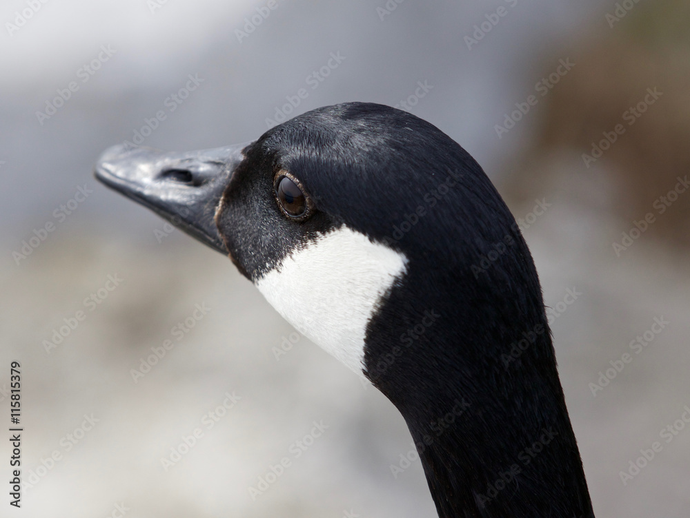 Beautiful portrait of the Canada goose looking somewhere Beautiful portrait of the Canada goose looking somewhere