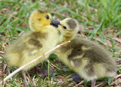 Funny photo of kissing young cute chicks of the Canada geese © MrWildLife