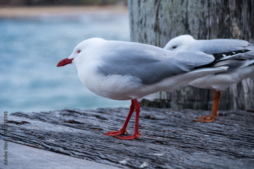 Fototapeta premium Zwei Silbermöwen im Wind auf einem Holzsteg am Manly Beach von Sydney 
