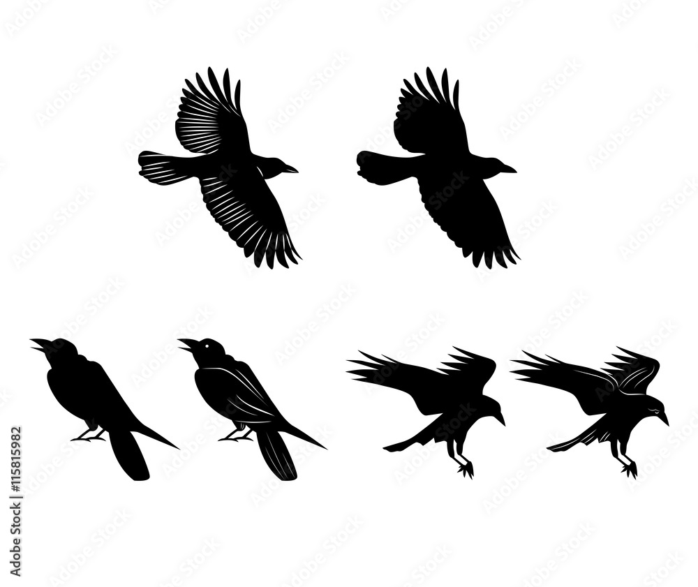 Fototapeta premium Vector of Crow, Reven, Bird Fly