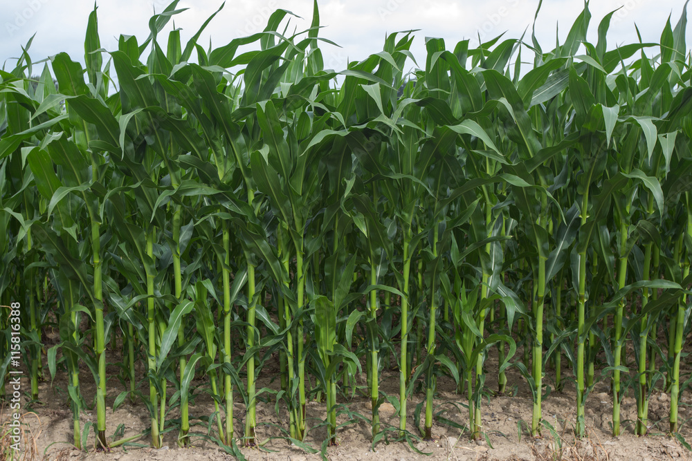 Corn Corn