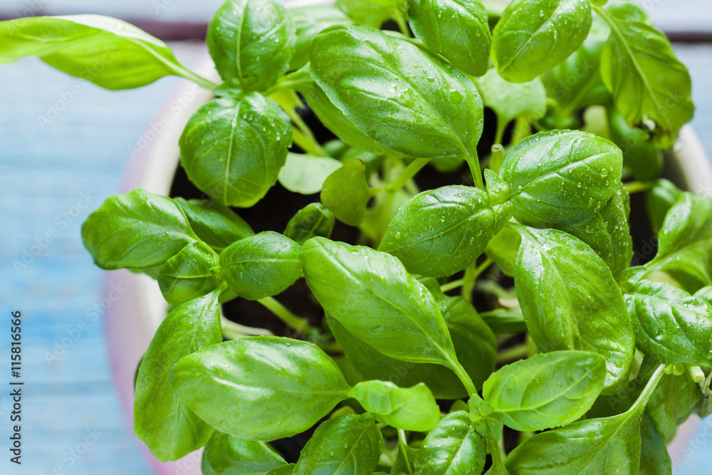 Obraz premium Basil