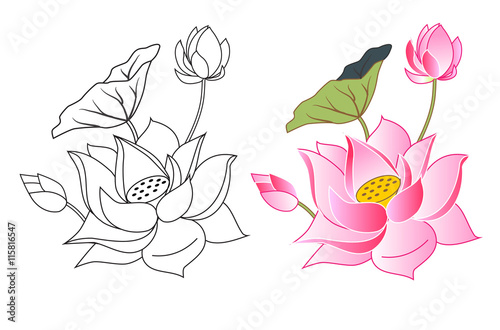 Fototapeta Naklejka Na Ścianę i Meble -  pink lotus flowers