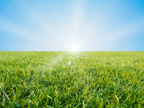 green grass on blue sky background