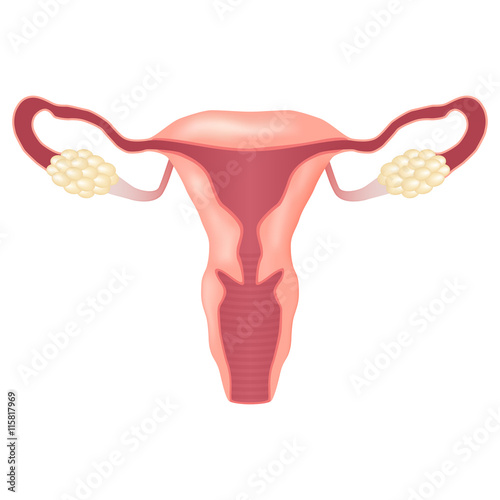 female reproductive system.