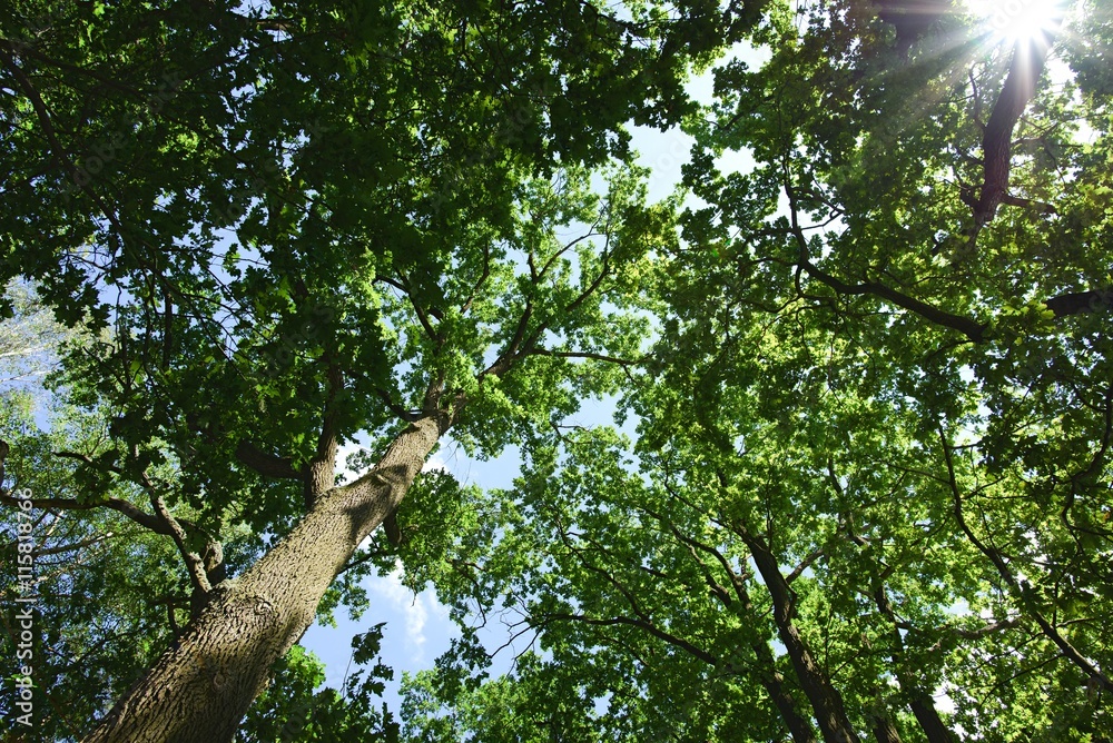 Fototapeta premium View into the treetops with the sun in the frame