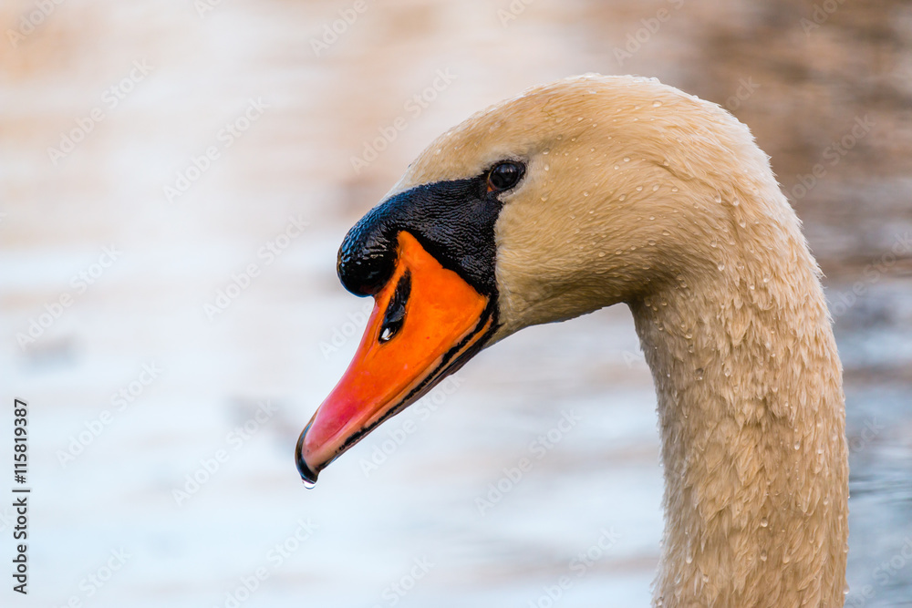 Fototapeta premium Swan in detail, Slovakia