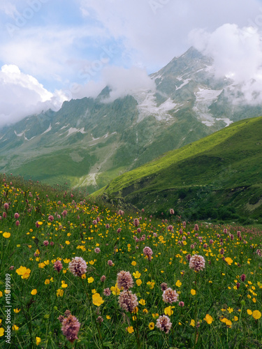 Flowers in the Caucasus mountains