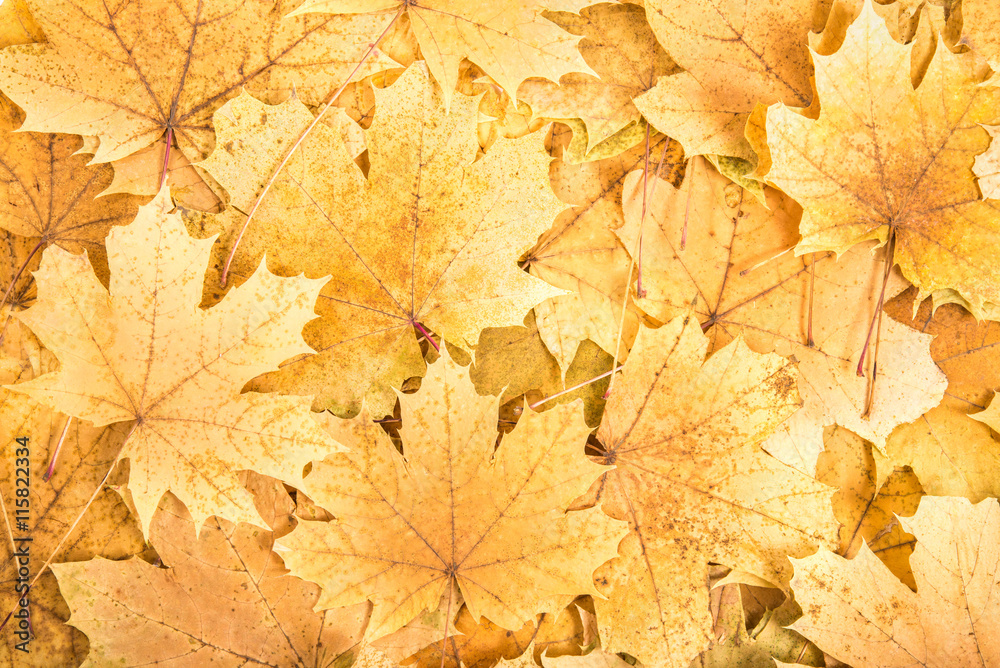 autumn background of many big yellow maple leaf autumn background of many big yellow maple leaf