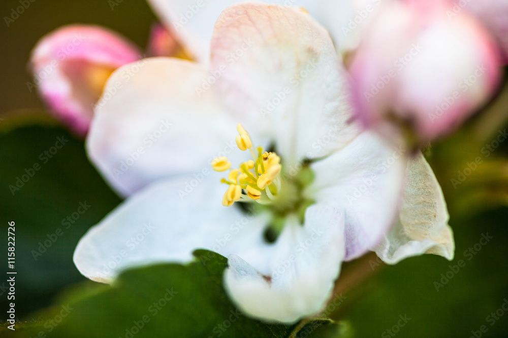 Close up of the pear tree flowers Close up of the pear tree flowers