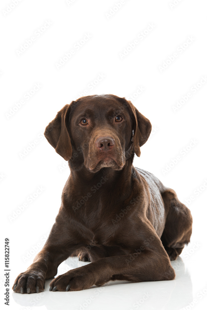 Labrador