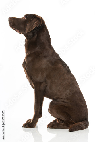 Sitzender Labrador im Profil