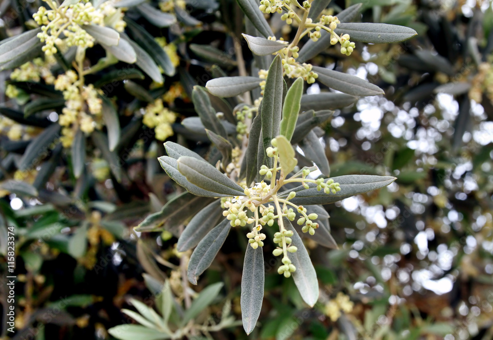Obraz premium Flowering olive tree