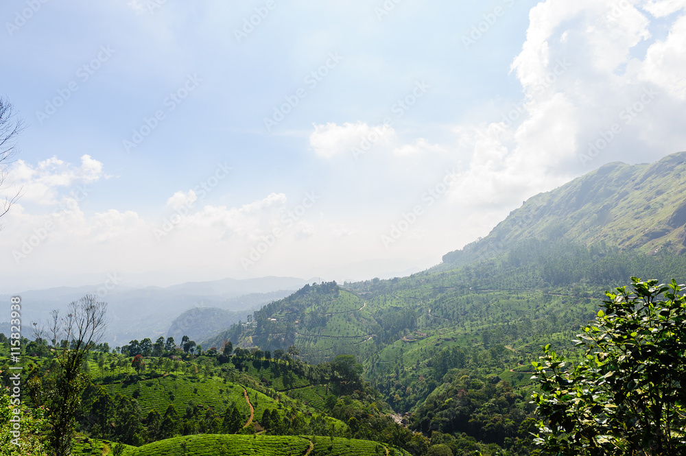 Tea plantations in Munnar, Kerala, India