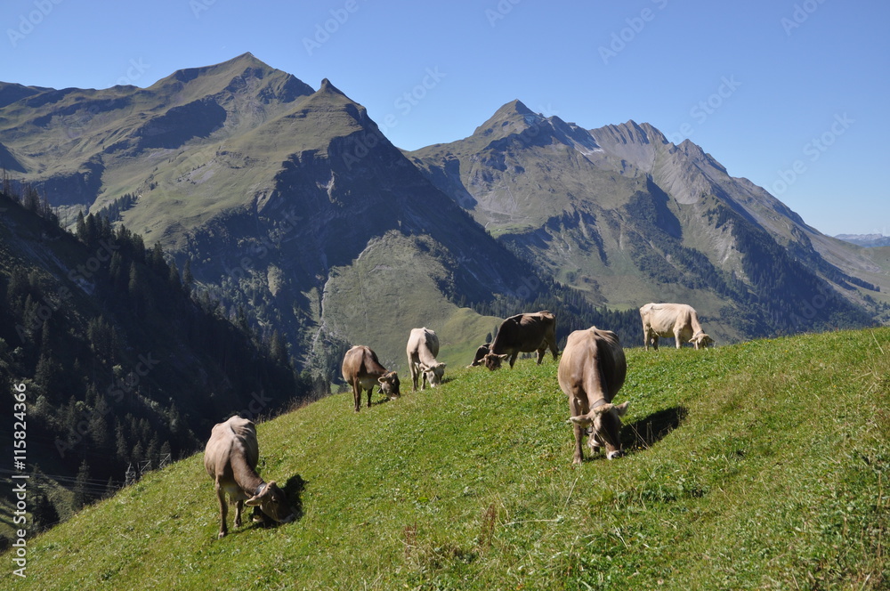 Kühe mit Arnihaggen und Brienzer Rothorn