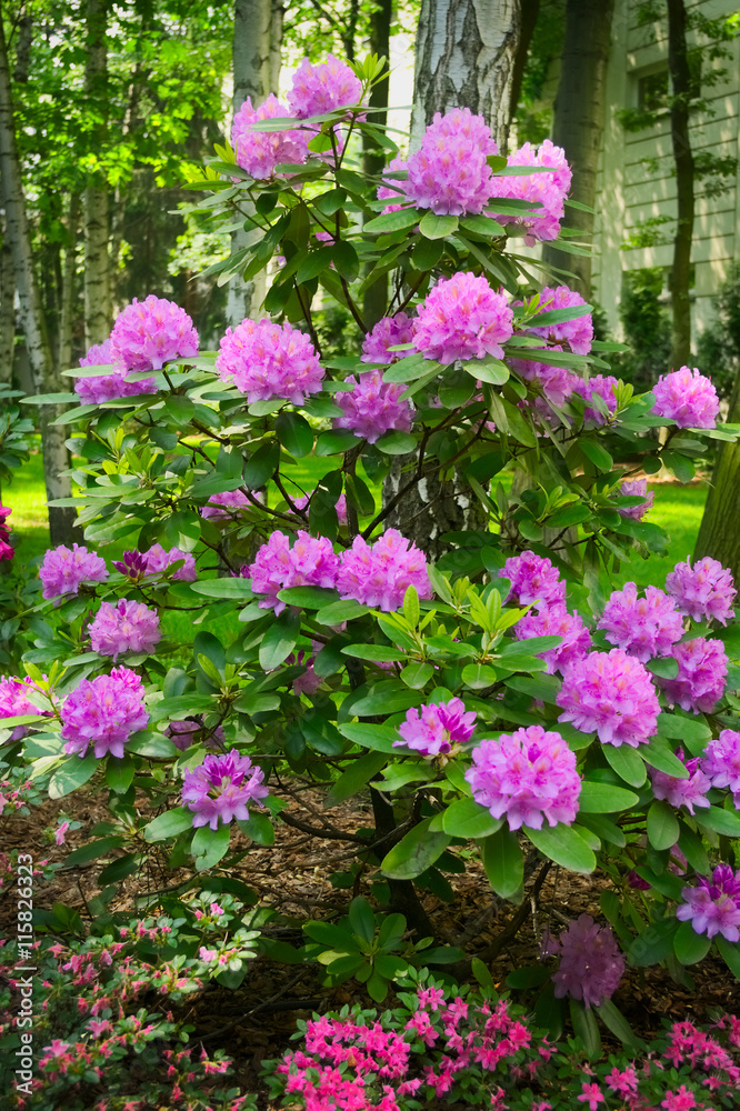 Springtime in the garden. Pink flowers growing on blooming rhododendron shrub. Springtime in the garden. Pink flowers growing on blooming rhododendron shrub.