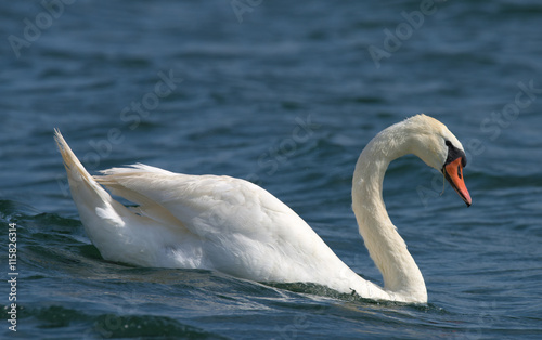 Swans on big sea Milada