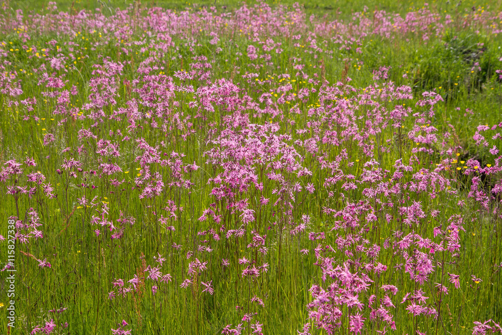 Ragged-Robin (Lychnis flos-cuculi) blooming in a meadow Ragged-Robin (Lychnis flos-cuculi) blooming in a meadow
