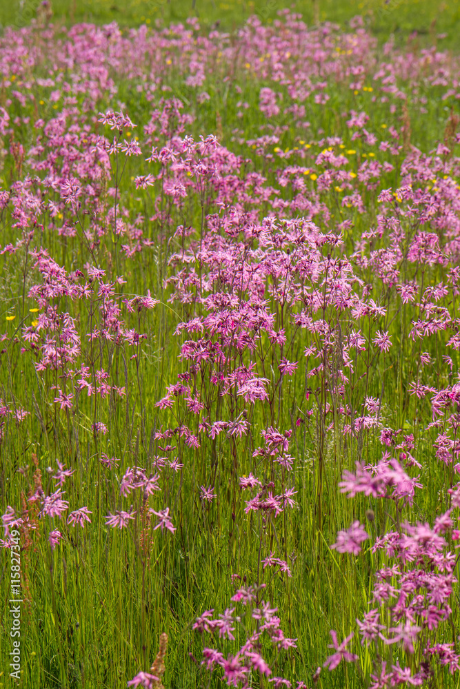 Ragged-Robin (Lychnis flos-cuculi) blooming in a meadow Ragged-Robin (Lychnis flos-cuculi) blooming in a meadow