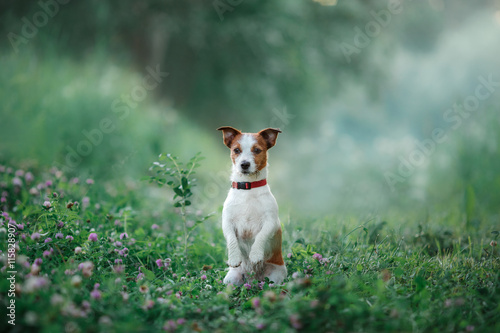dog walks on nature, greens, Jack Russell Terrier on the grass