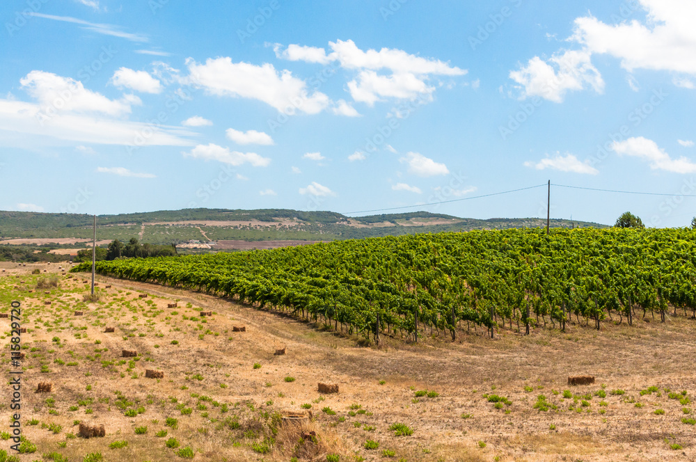 Vineyard in a day of summer