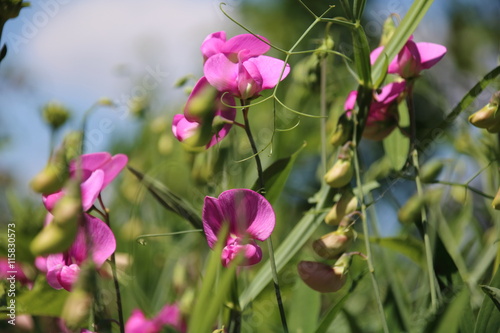 Lathyrus odoratus flowers in garden