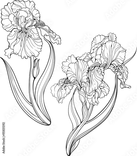 iris flowers. Coloring page.