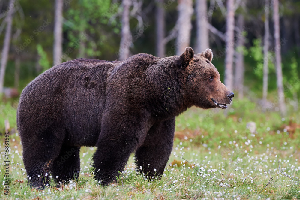 Male brown bear