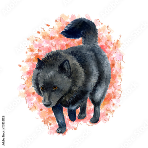 Watercolor closeup portrait of Belgian Schipperke breed dog isolated on white background. Longhair medium miniature sheepdog posing at dog show. Hand drawn home pet. Greeting card design. Clip art photo