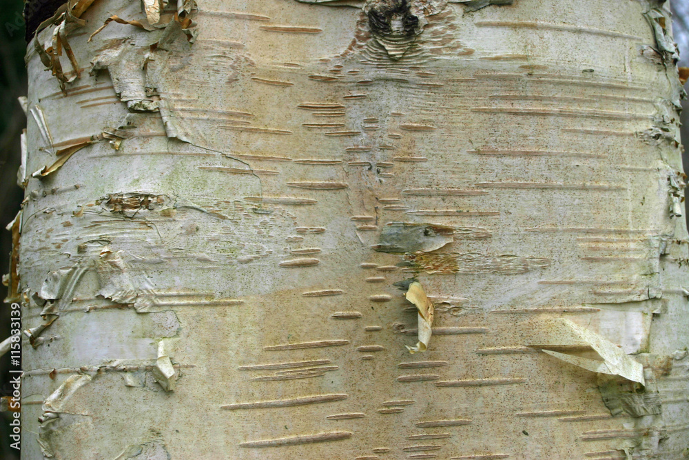 Fototapeta premium Birch tree trunk